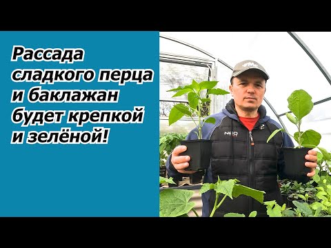 Рассада перца будет крепкая и зелная- как и чем подкормить.