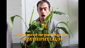 Comment sauver un spathiphyllum ?