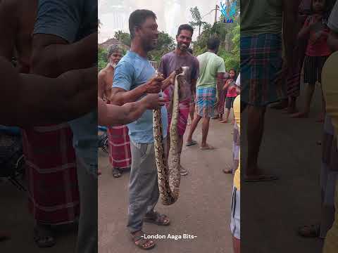 Python caught by