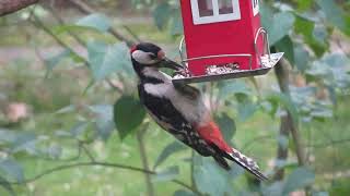 Feathered Serenade: A symphony of birds chirping for Ultimate Relaxation 🎶