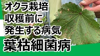 オクラ栽培 葉枯細菌病 収穫前に出る病気 Youtube