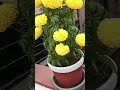 Rooftop garden #love #song #punjabimusic #punjabisong #shortsvideo #newsong #travel