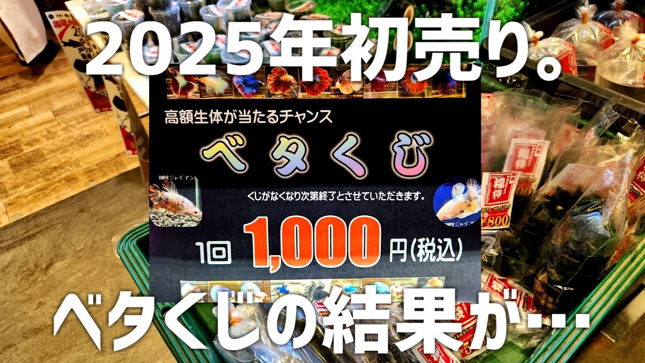 新春初売りがお得すぎ。衝撃のベタくじに挑戦した結果… #631【アクアリウム】