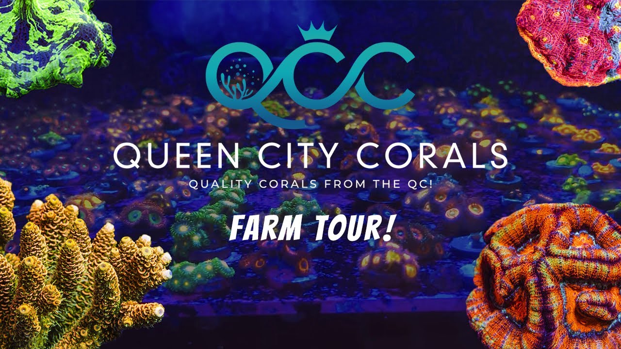 Queen City Corals Farm Tour!