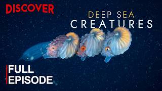 DEEP SEA CREATURES | The World Beyond The Searchlight | FULL DOCUMENTARY