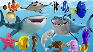 أسماء الحيونات البحرية Learn Sea Animals