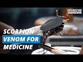 How to milk scorpions to use their venom as medicine