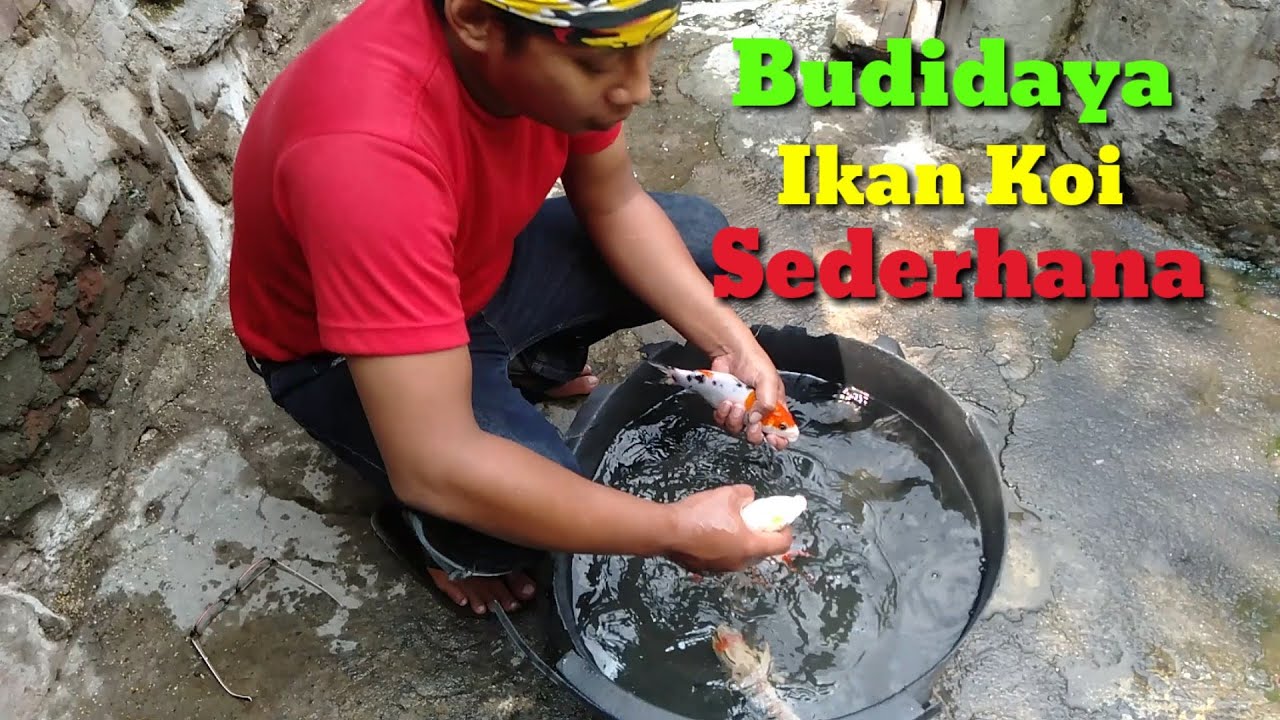 Cara Budidaya Ikan Koi Untuk Pemula 