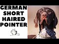 Tough German Guy! GSP - The German Shorthaired Pointer! DogCastTV!