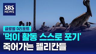 펠리컨이 죽어가는 이유는? Sbs 리포트