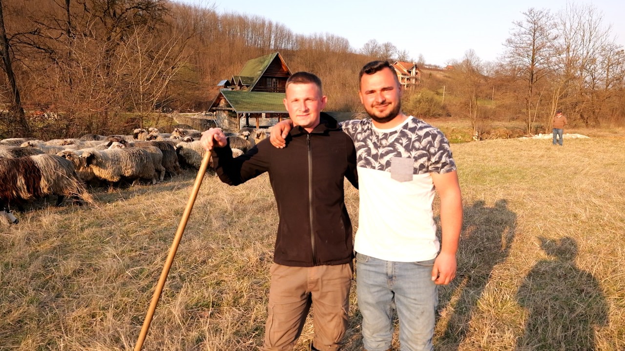 - OPASAN PAS  ODNIO IM  ČETVORO VRHUNSKIH JANJACA -