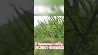 -Meter-High Rice Rice Longpings Dream Comes True