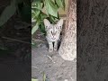 Little Kitty Meow Meow Cat Catvideos Shortvideo Viralvideo Bilibili