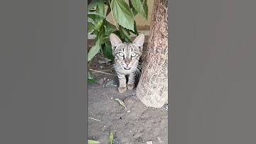 little Kitty meow meow ❤️ #cat #catvideos #shortvideo #viralvideo #bilibili