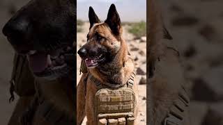 Belgian Malinois Elite K9 Warriors 🔥#militarydog #guarddog #malinois 🐾💕