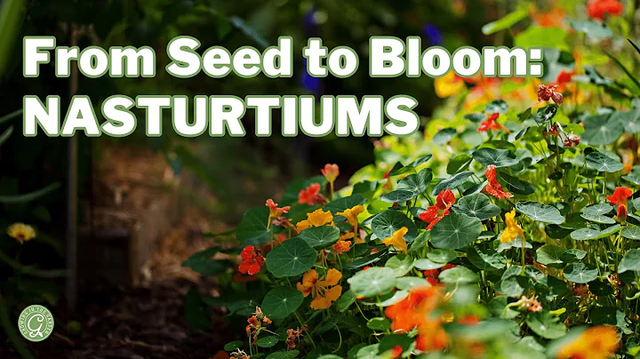 Nasturtiums: From Seed to Bloom - DayDayNews