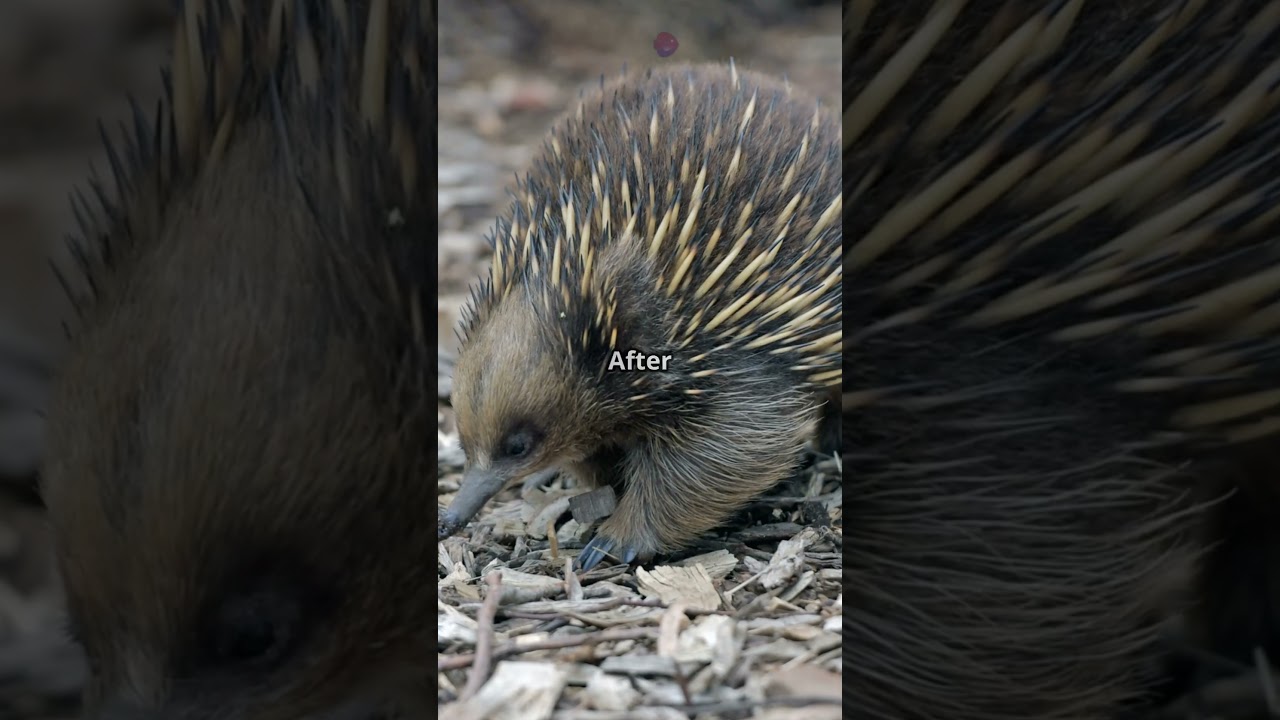 Echidnas: the spiny anteaters!
