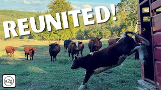 Orphan Calf Reunited With The Herd!