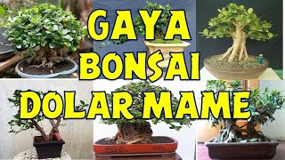 GAYA BONSAI BERINGIN DOLAR MAME