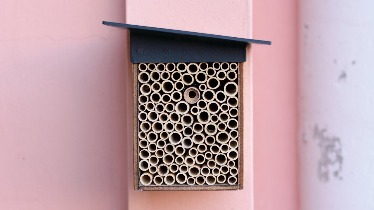 POLLY - la casetta per le API solitarie, la nostra esperienza!