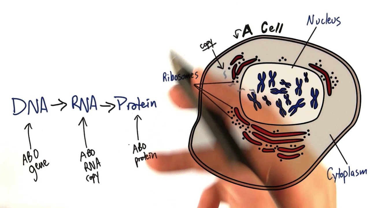 11 q Central Dogma YouTube