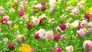 voces de primavera by Johann Strauss