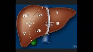 Anatomy Falciform Ligament