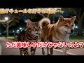 【衝撃！】猫がチュールを好きな理由が凄く意味深な理由だった