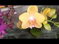 Свежие  орхидеи  в Летто! Цена стандарт- 1132руб, мультифлоры-1249 руб.