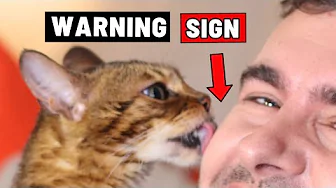 8 Signs That Your Cat Doesn't Love You