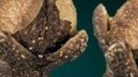 02 जून ज्येष्ठ सोमवार सप्तमी तिथि के दिन इस जगह फेंक देना 3 लौंग बनोगे|| Pradeep Ji Mishra