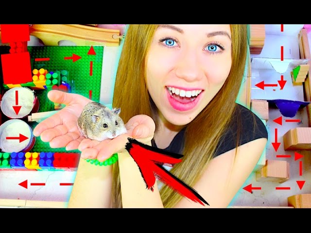 Полоса ПРЕПЯТСТВИЙ ЛАБИРИНТ ДЛЯ Хомяка - ИГРОВАЯ КОМНАТА И ХОМЯК | Elli Di Pets