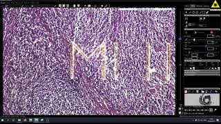 MMI CellCut Fun
