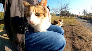 猫ちゃん、テーブルにのったらお行儀悪いよ！→三毛猫「じゃあ、ひざに乗るニャン」