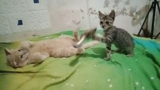 Funny cats vidios| Adorable cats love to play