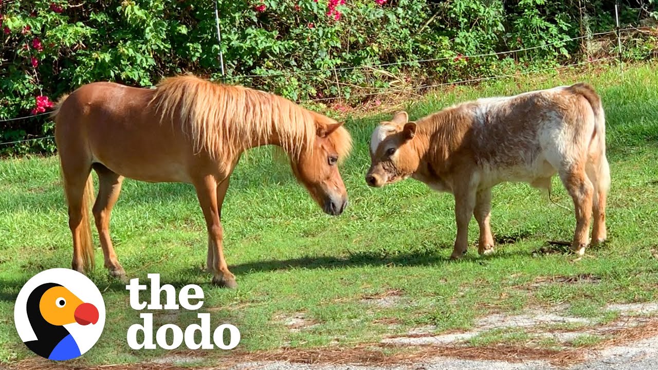 Baby Cow Struggles To Find Friends Until... | The Dodo