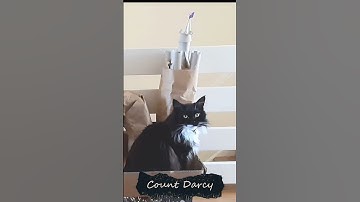 Count Darcy 🐈‍⬛👑 of Catnip Castle 🪴🏰 - Mr. Darcy, tuxedo cat #Shorts 2