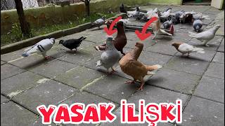 SARI NAKIŞLI VE ŞEKERİ POSTA YASAK AŞK YAŞIYOR ( Bİ BU KALMIŞTI )
