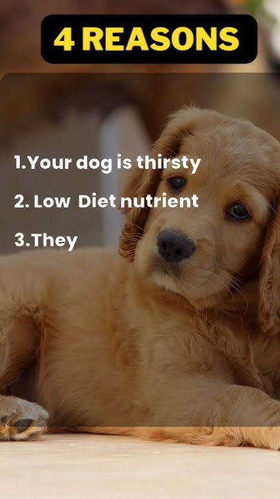 Why Dog Eat Grass YouTube why-dog-eat-grass-youtube