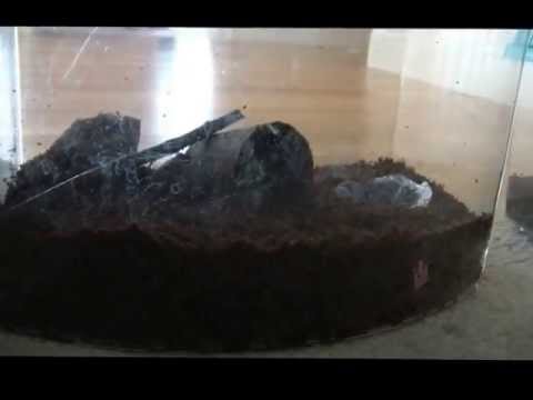 How to Care for Toads You Can Find