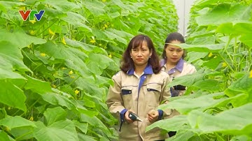 Nông Nghiệp Thông Minh - Những Mô Hình Sản Xuất Công Nghệ Cao