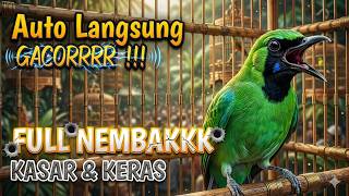 Download lagu Cucak ijo gacor panjang Cuit Cuit EMOSI, Pancingan cucak ijo Belajar Bunyi, terapi AMPUH