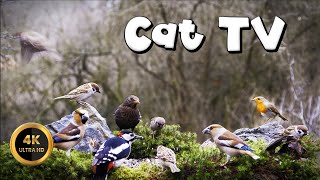Cat TV for Cats to Watch 🐈 - BIRDS' GOODIES🐦‍⬛(4K) by Birdies Buddies 3,799 views 2 weeks ago 9 hours, 54 minutes
