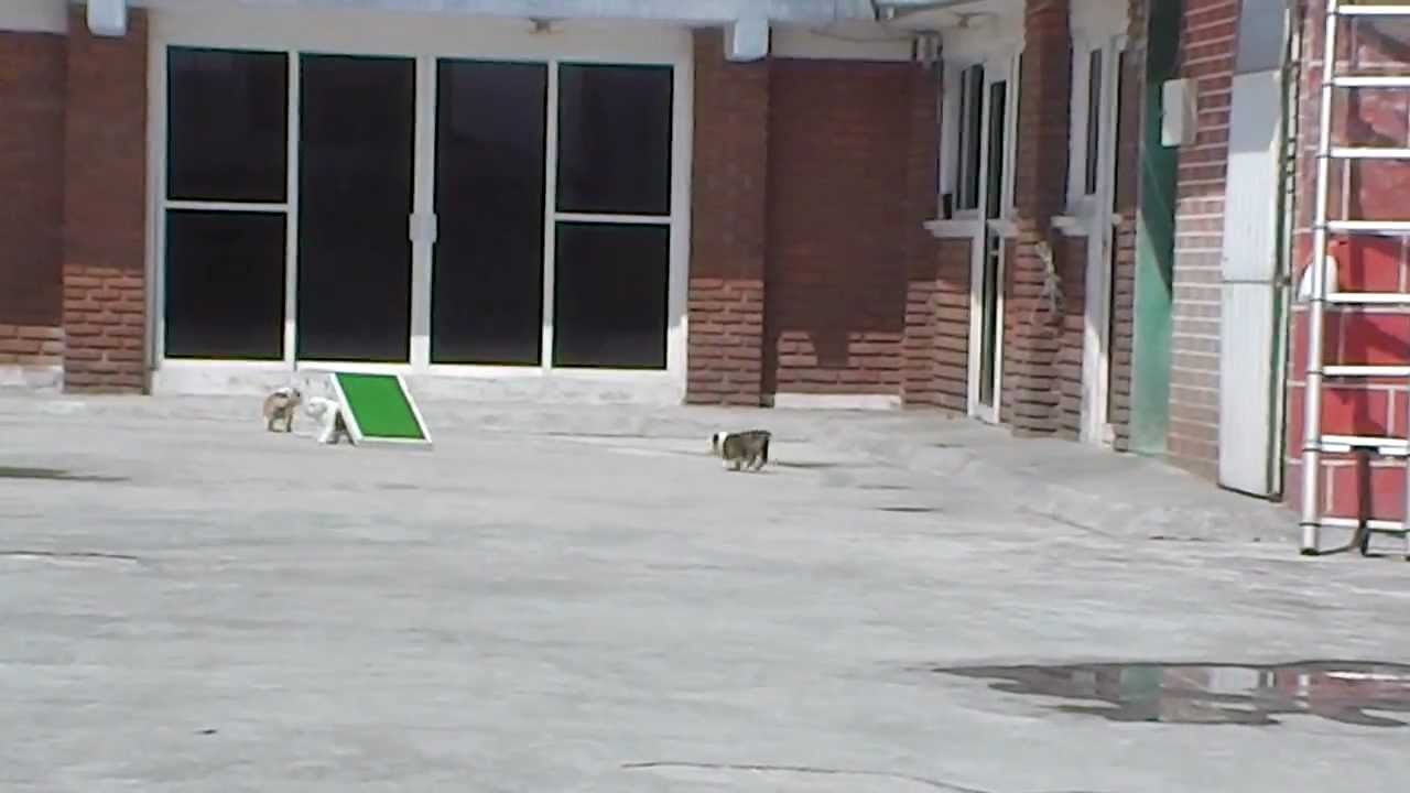 CACHORROS D'NAHROS STAR mexico primera division