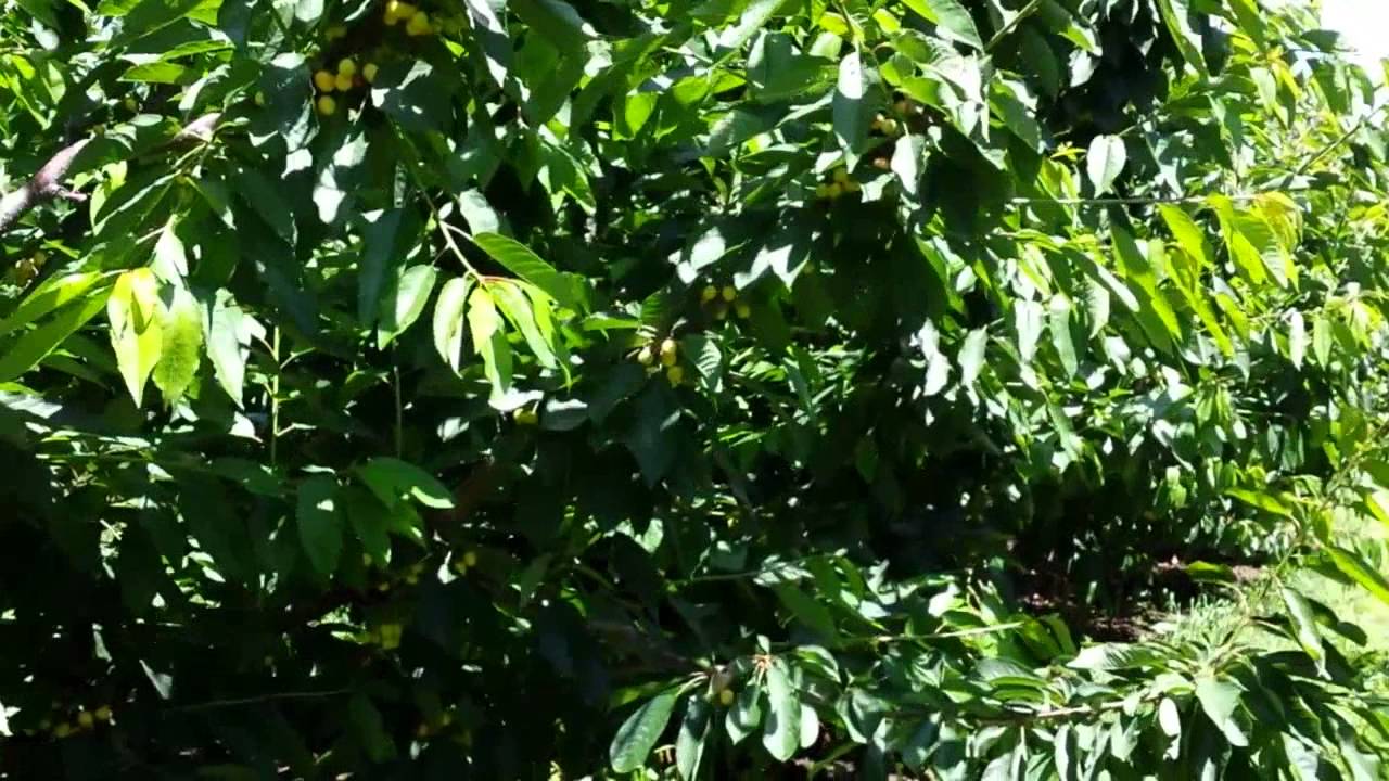 Morgan: Sweetheart showing excellent vigor