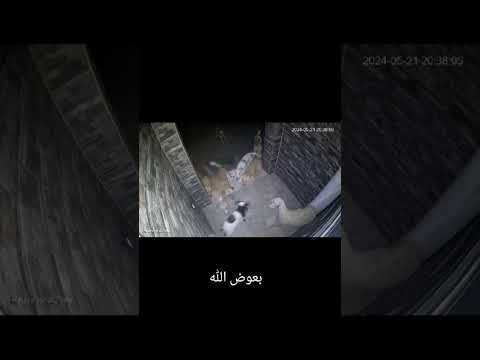 عندما تجتمع عليك الكلاب