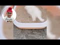 my kitten lufi playing with toys