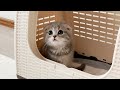A kitten came to my house ... Scottish Fold Lulu