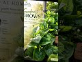 Fresh spinach from our organic garden - SmartValle