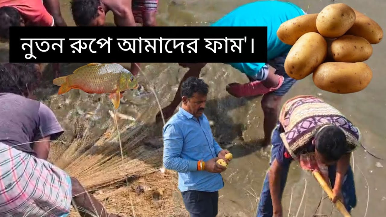 🫡ফামে'র পুকুরে অনেক দিন পর মাছ ধরলাম । পায়রার জন্য নুতন ঘর তৈরি হল।😲